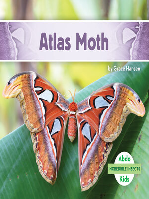 cover image of Atlas Moth